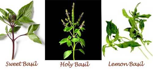 Thai basil types for cooking